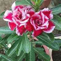 Clitoria