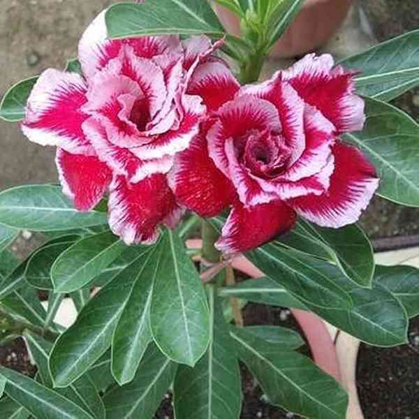 Clitoria